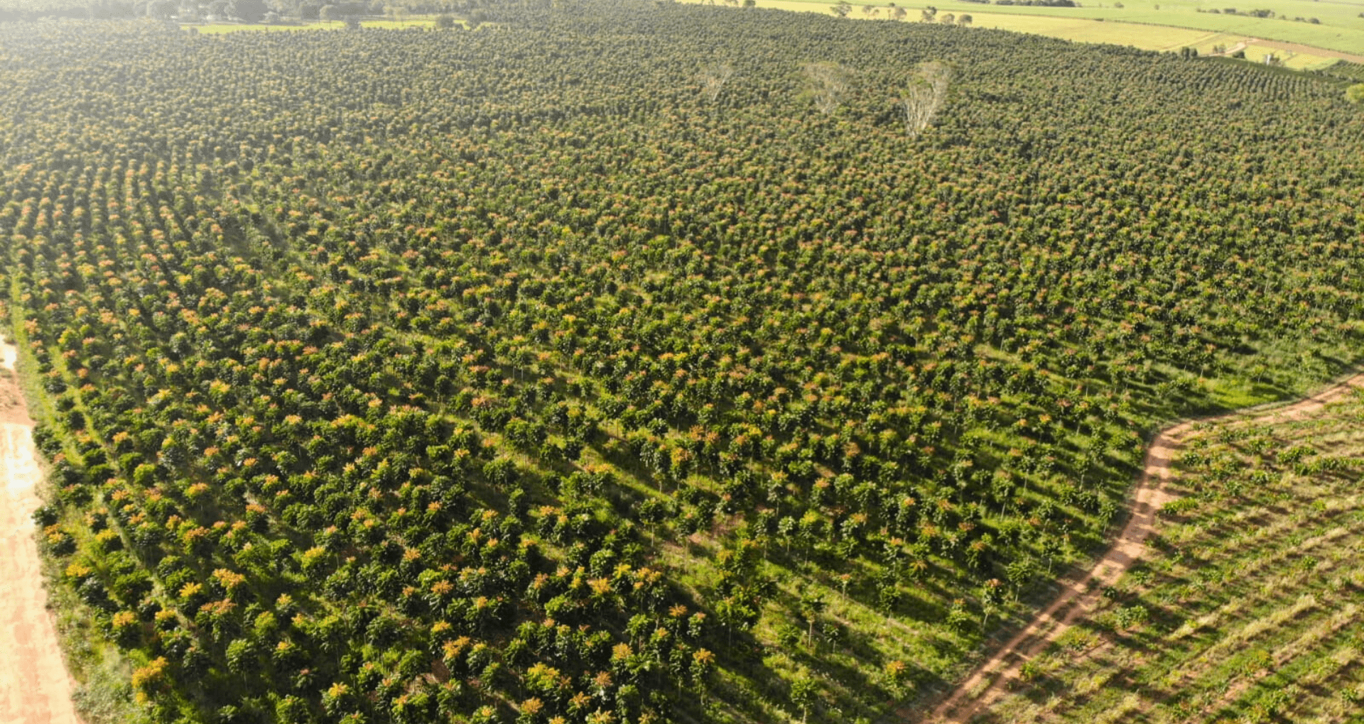 florestas-comerciais